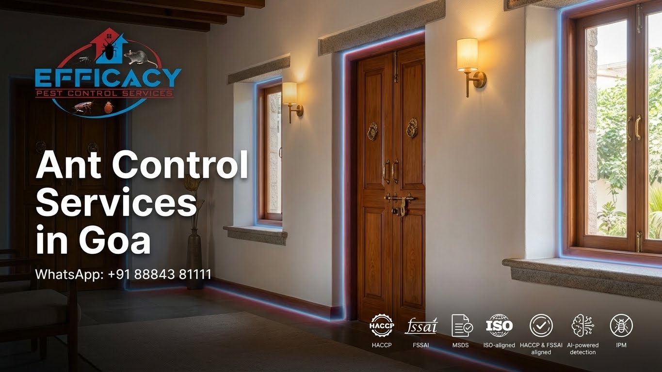 Pest Control Service for House Ants in Goa